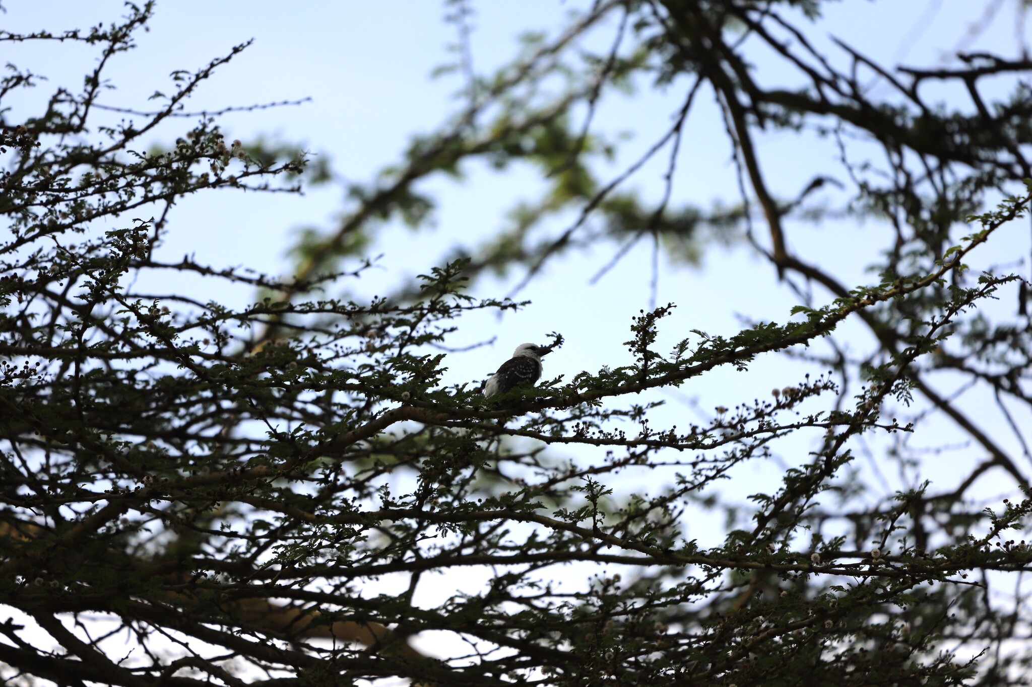 White-headed Barbet (Lybius leucocephalus), photo 5