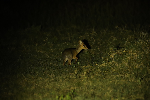 Cavendish's Dik-dik