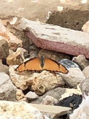 Nymphalidae