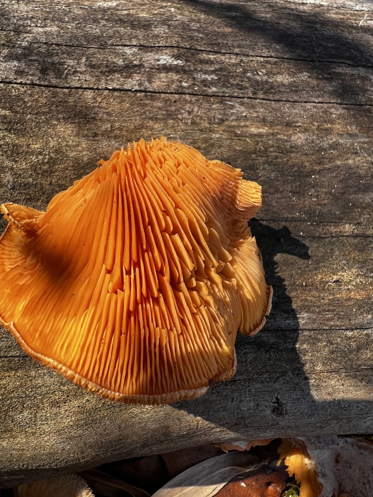 Phyllotopsis nidulans · January 2026 · photo: © imasongster (iNaturalist, cc-by)
