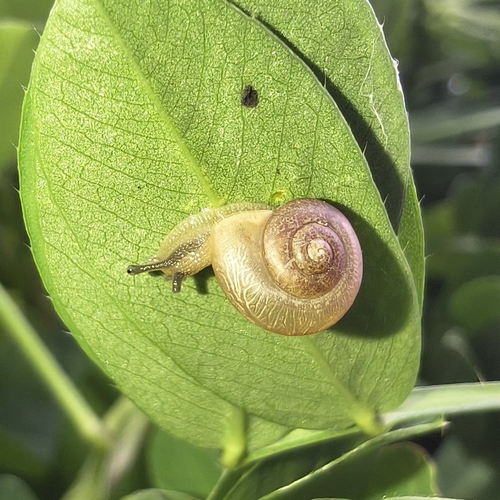 Bradybaena similaris
