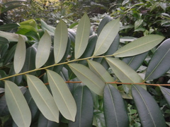 Simarouba berteroana