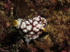 Goniobranchus geometricus