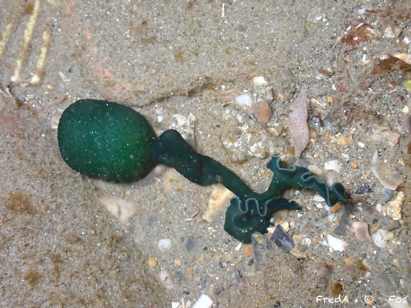 Bonellia viridis Rolando, 1822