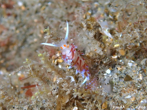Cratena peregrina