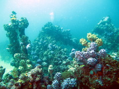 Halisarca australiensis