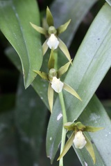 Brassia euodes, photograph (c) Dr. Alexey Yakovlev, some rights reserved (CC BY)