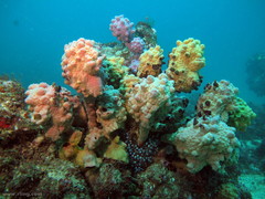 Halisarca australiensis