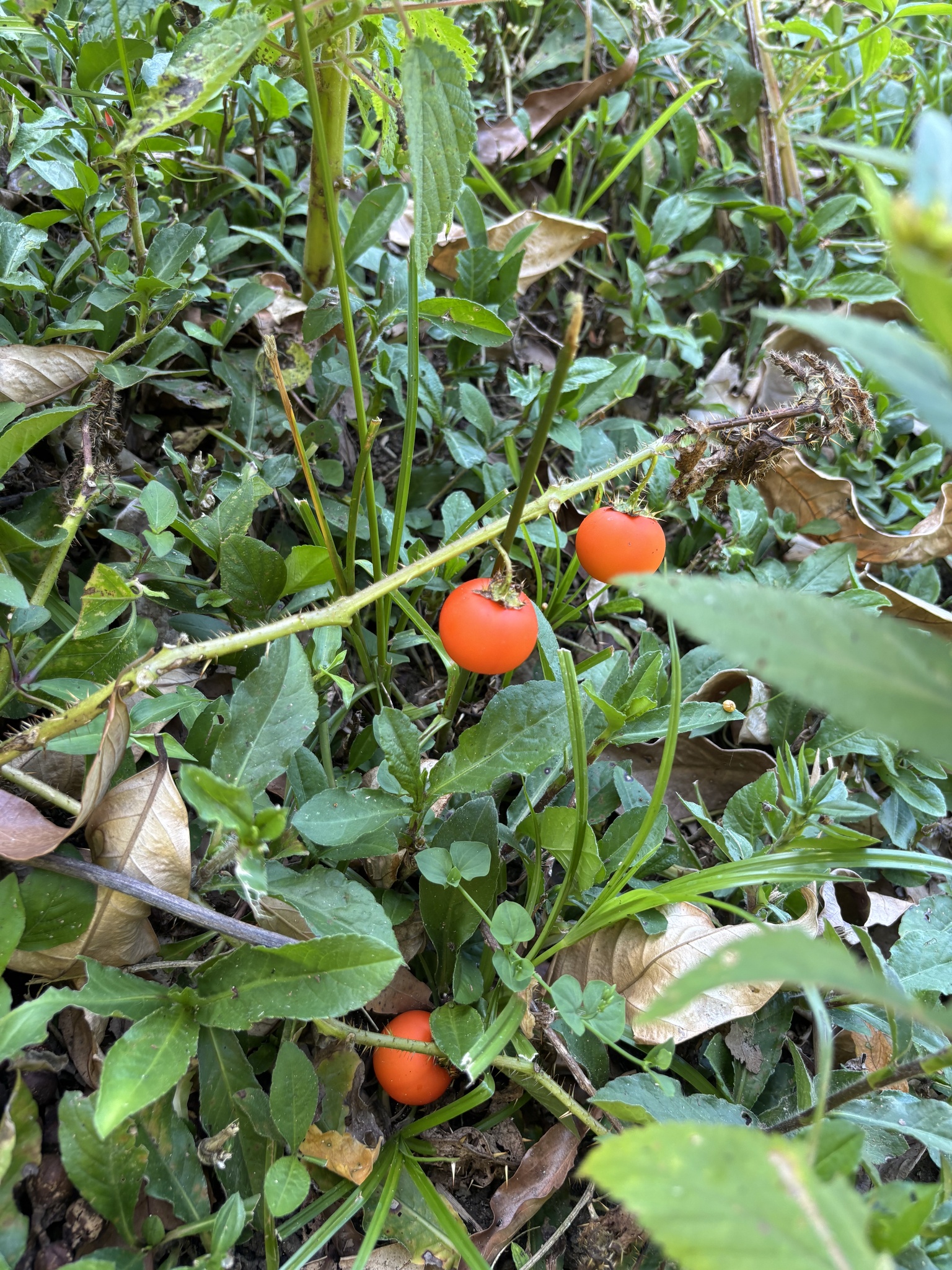 Solanum capsicoides