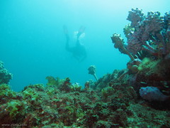 Pyura spinifera