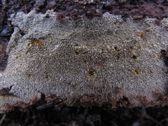 Hyphodontia