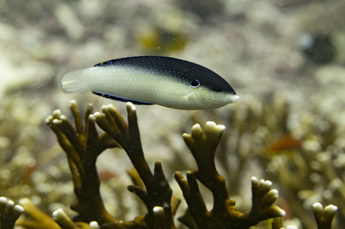 Blackback wrasse (Anampses neoguinaicus) — Labridae — 3