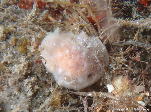 Jorunna tomentosa