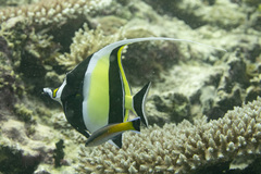 Moorish Idol