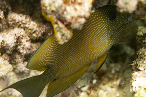 Twospot surgeonfish (Ctenochaetus binotatus) — Acanthuridae — 5