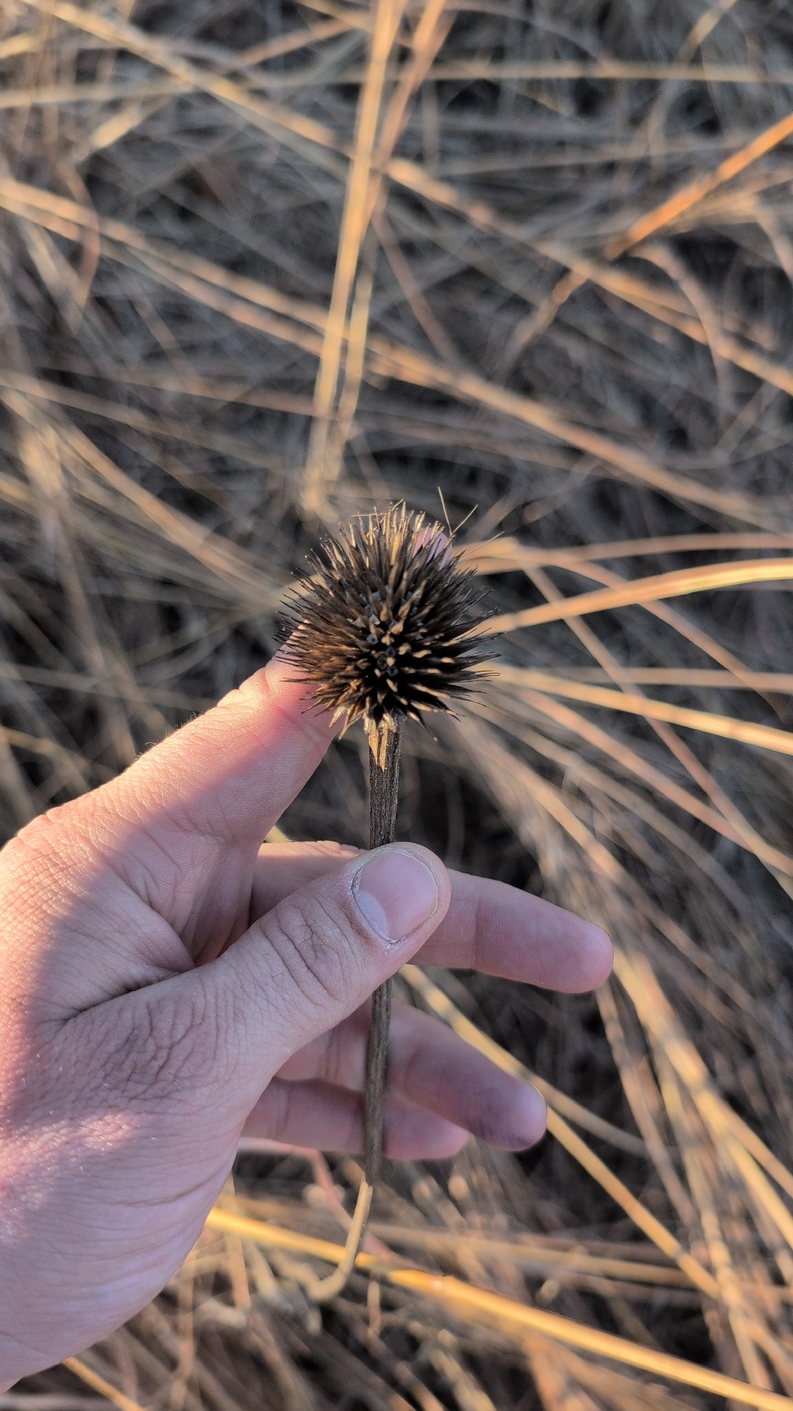 Purple coneflower