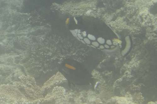 Big-spotted triggerfish (Balistoides conspicillum) — Balistidae