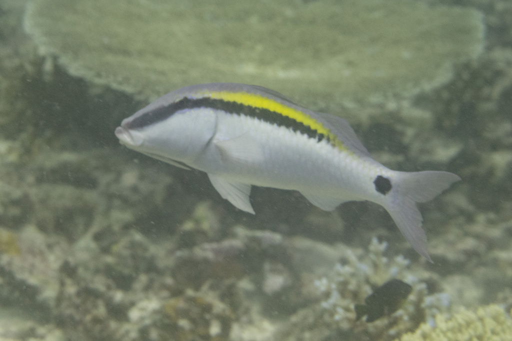 Dash & dot goatfish (Parupeneus barberinus) — Mullidae
