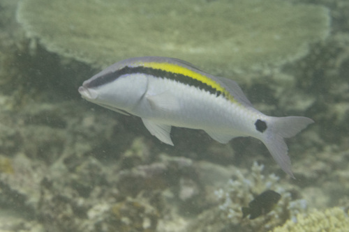 Dash & dot goatfish (Parupeneus barberinus) — Mullidae