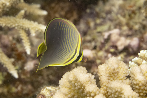 Baroness butterflyfish (Chaetodon baronessa) — Chaetodontidae — 4