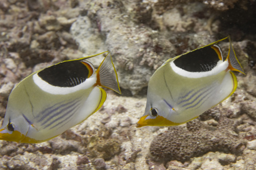 Blackblotch butterflyfish (Chaetodon ephippium) — Chaetodontidae — 3
