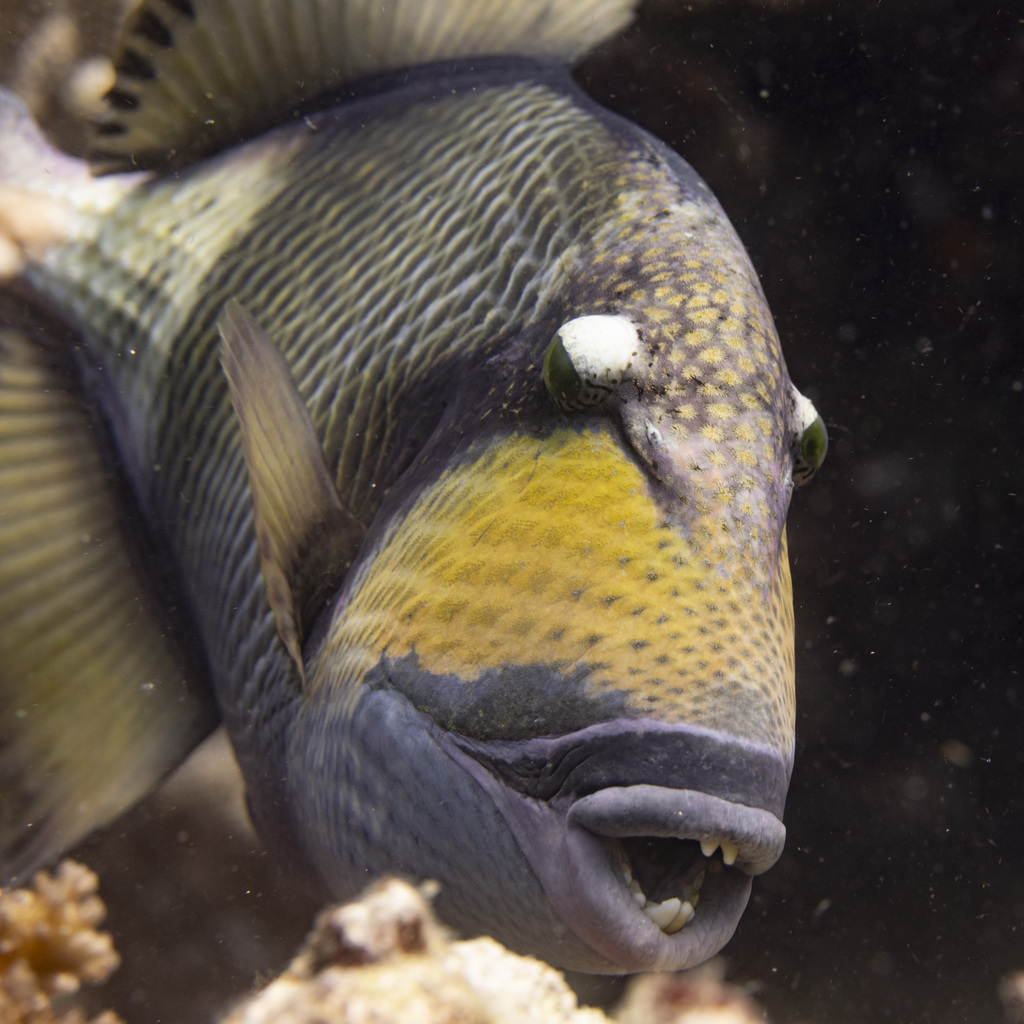 Close view of a titan triggerfish face and teeth
