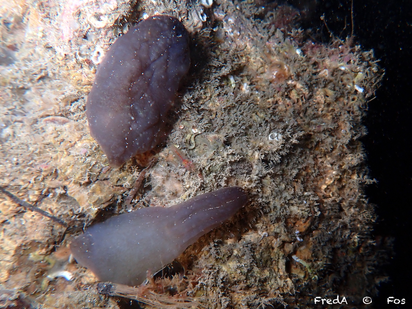 Phallusia fumigata (Grube, 1864)
