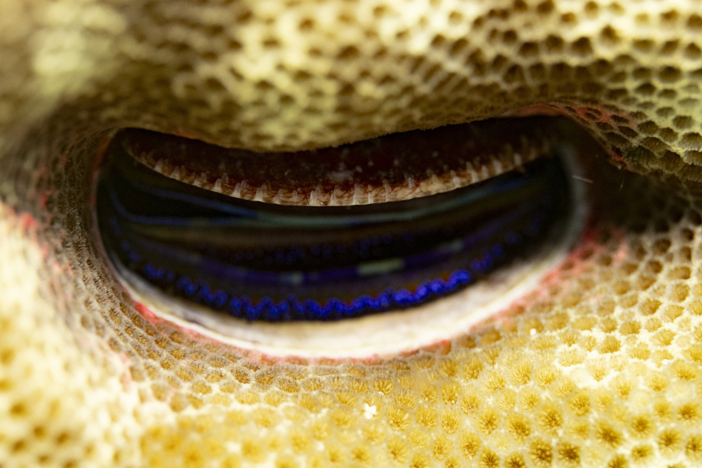 Iridescent Scallop