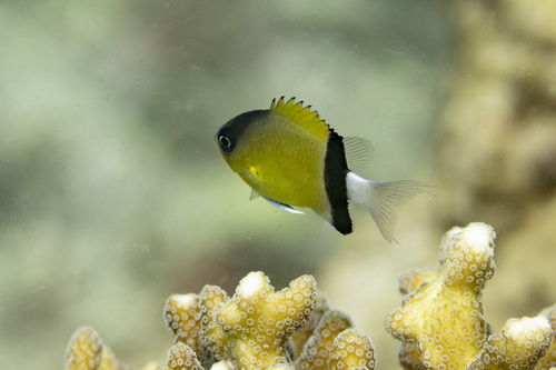 Black-bar chromis (Chromis retrofasciata) — Pomacentridae — 4