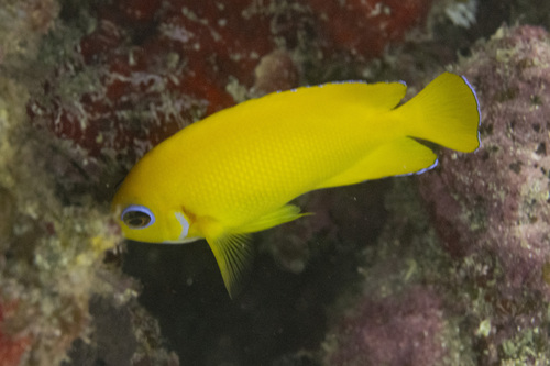 Lemon peel (Centropyge flavissima) — Pomacanthidae — 5