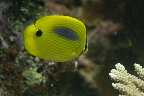 Blauwvlek-koraalvlinder (Chaetodon plebeius) — Chaetodontidae — 5