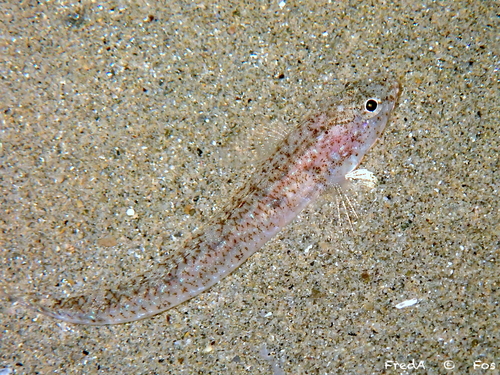 Pomatoschistus marmoratus