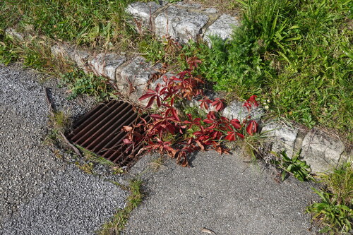 Parthenocissus inserta