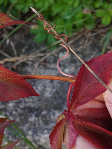 Parthenocissus inserta