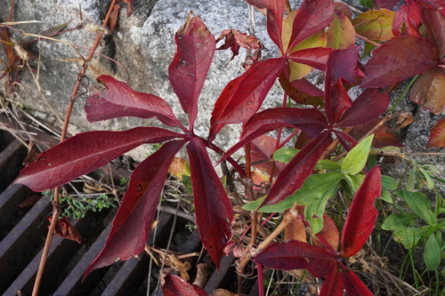 Parthenocissus inserta
