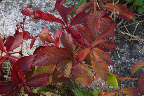 Parthenocissus inserta