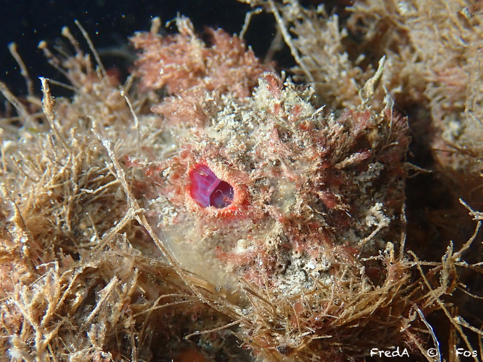 Pyura dura (Heller, 1877)