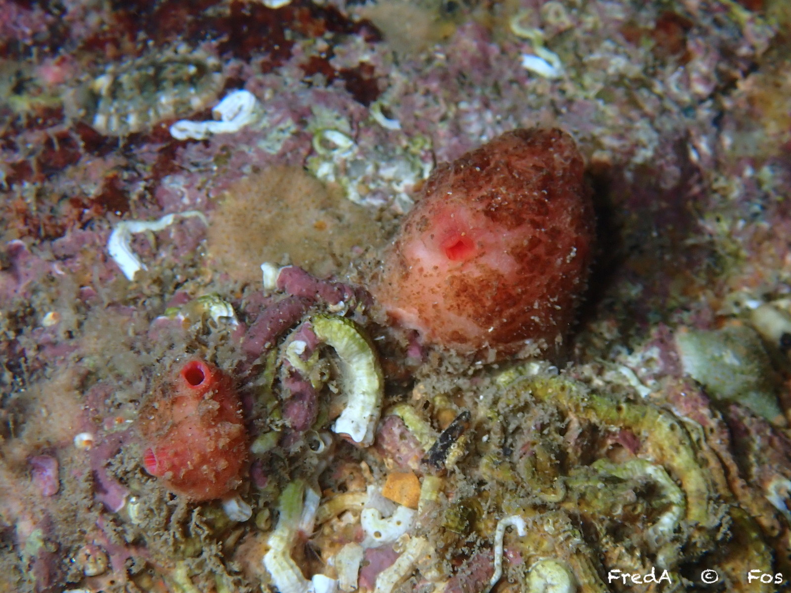 Pyura dura (Heller, 1877)