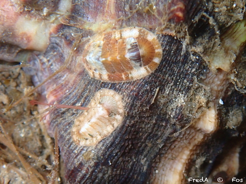 Rhyssoplax olivacea