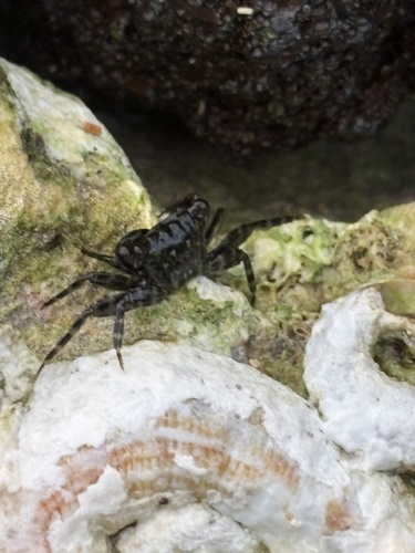 Pachygrapsus planifrons, 2026-01-11