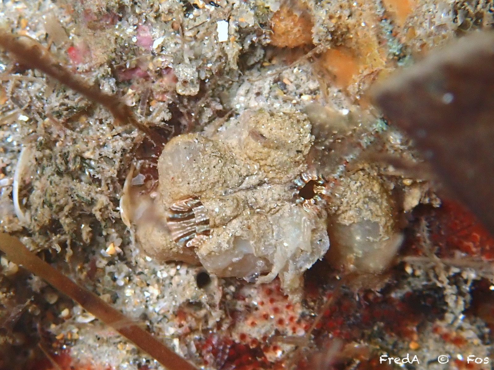 Styela plicata (Lesueur, 1823)