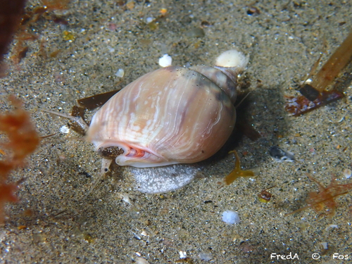 Tritia mutabilis