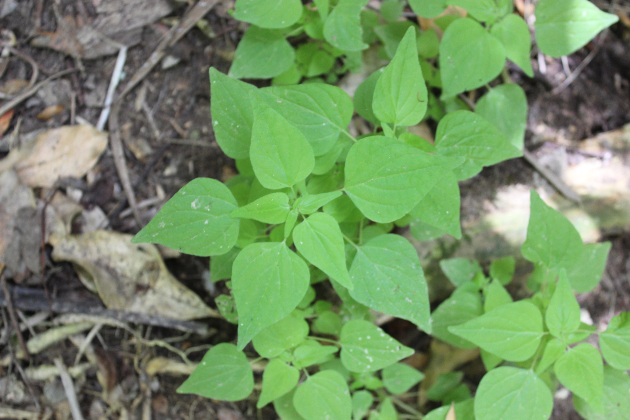 Pellitory