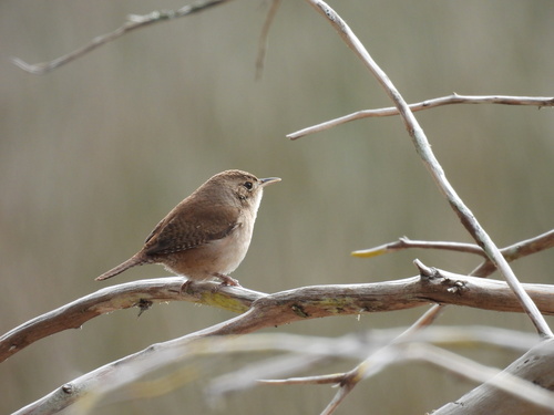 Northern House Wren (Troglodytes aedon), photo 7
