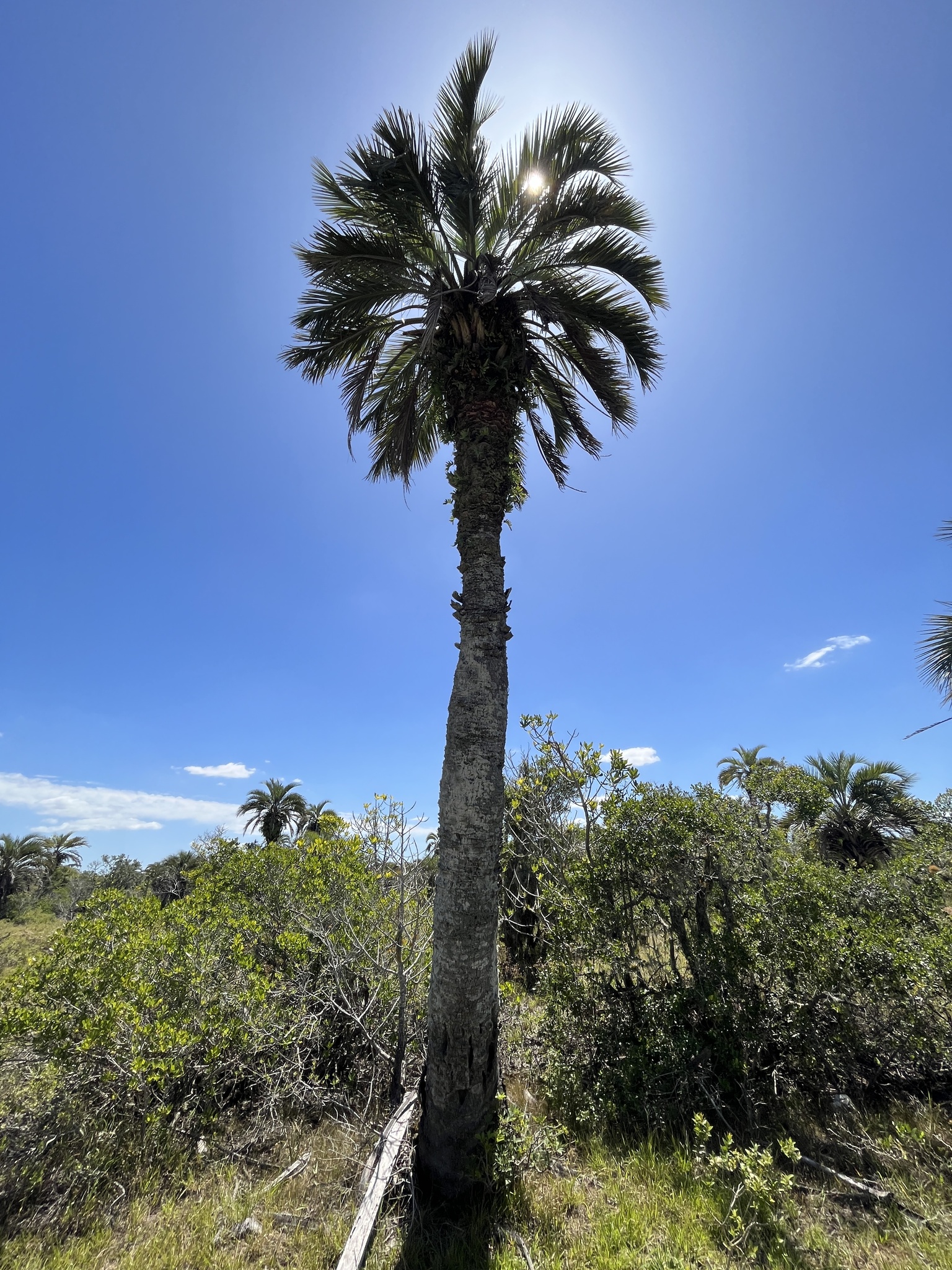 Butia odorata