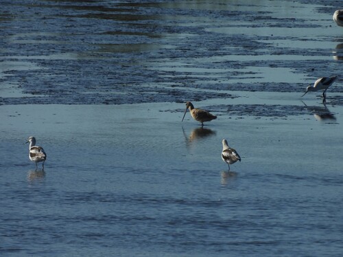 Marbled Godwit