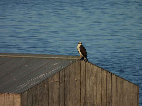 Osprey