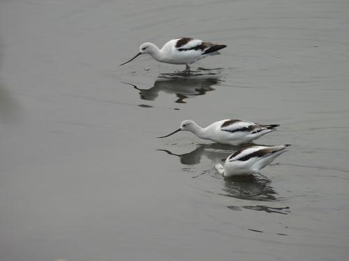 American Avocet