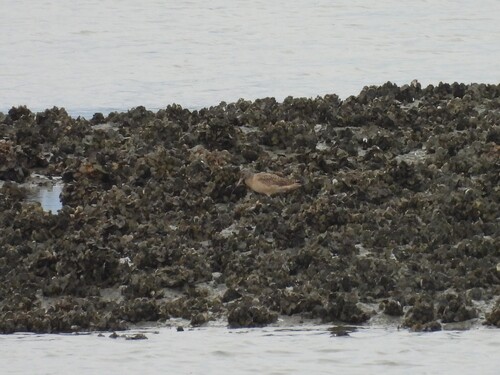 Marbled Godwit