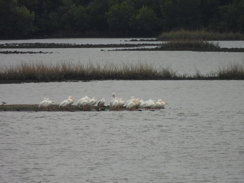 American White Pelican